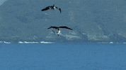 spy in the wild cute animals GIF by ThirteenWNET