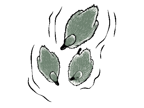 water ducks Sticker by Routine Baseball