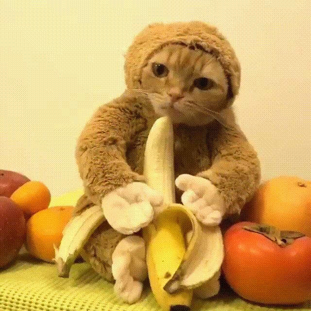 catmonkey GIF