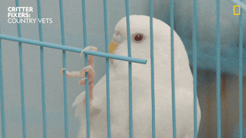 National Geographic Eyes GIF by Nat Geo Wild