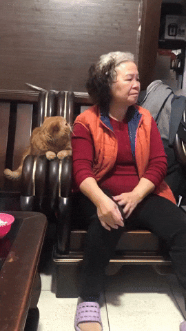 cuteanimalland giphyupload GIF