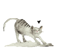 Cat Tiger Sticker