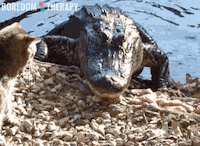 alligator GIF