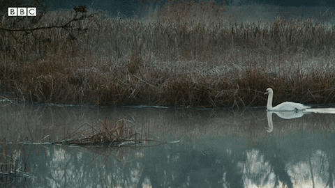 Bbc Two Cute Animals GIF by BBC