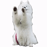 Qinu_samoyed win cheer samoyed qinu GIF