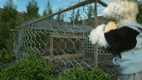 chicken stealing GIF by Zackary Rabbit