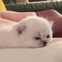 This Is Me Kitten GIF by Respective