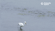Elkhorn Slough Birds GIF by Monterey Bay Aquarium