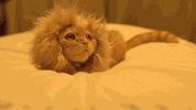 cat lion GIF