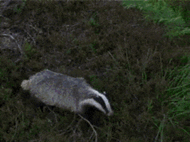 badger GIF