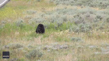 Tourists Sprint Toward Bear and Cubs in Yellowstone