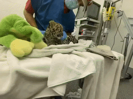 Leopard Cub Receives Blood Transfusion at Santa Barbara Zoo