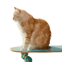 Cat Party Sticker by KPN