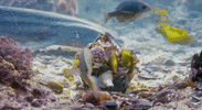 octopus GIF
