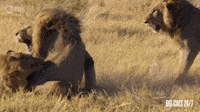 Male Lions Fighting