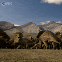 Fight Headbutting GIF by PBS