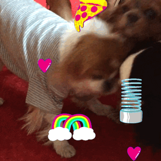 dogs toast meets world GIF by The Webby Awards
