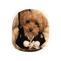 Azu113 dog happy new year 犬 あけおめ Sticker