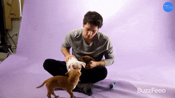 Dogs Puppies GIF by BuzzFeed