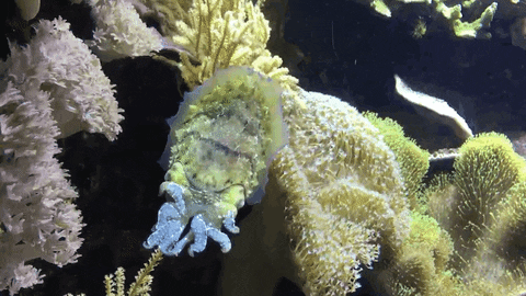 dance party GIF by California Academy of Sciences