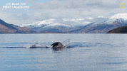 Nat Geo Swimming GIF by National Geographic Channel