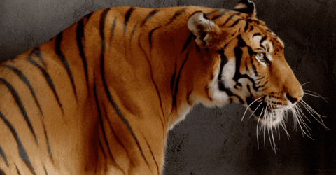 giphyupload GIF