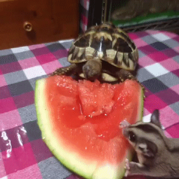 sugar eat GIF