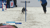 Espn Dogs GIF by American Kennel Club