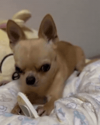 Dog Chihuahua GIF
