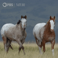Wild West Horse GIF by Nature on PBS