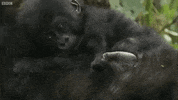 Bbc Gorilla GIF
