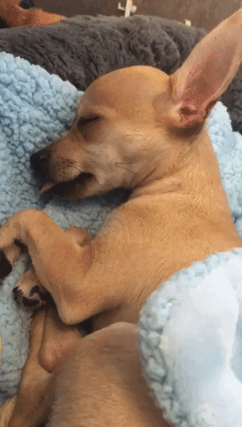 Sleeping Chihuahua Dreams of Food and Nibbles in His Sleep