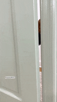 Dog Hello GIF