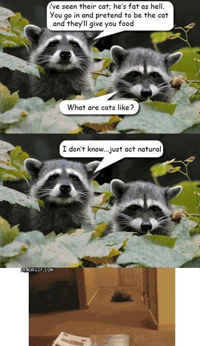 page raccoons GIF by Cheezburger