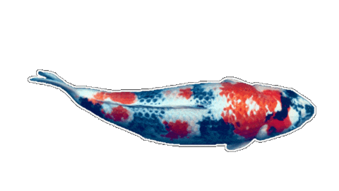 Japan Fish Sticker by EDGARDUDE