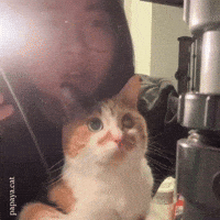 Interested Cute Cat GIF by Respective