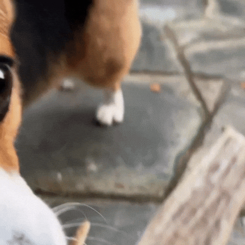 Dog Sniffing GIF