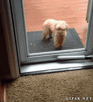 Dog Friends GIF