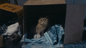 now that i found you shrampton GIF by Carly Rae Jepsen