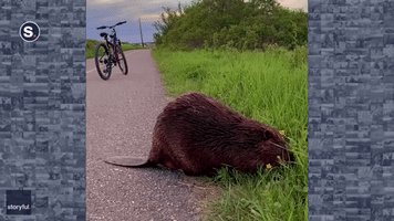 'Stop and Smell the Flowers': Beaver Beguiles Canadian Cyclist