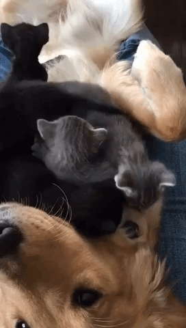 Adorable Assistance Dog Fosters Kittens