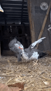 Guinea Fowl Bird GIF by Buck Hills Farm