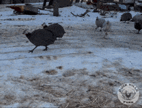 Guinea Fowl GIF by Buck Hills Farm