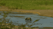 mic environment GIF