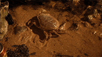 ricky gervais netflix GIF by Derek