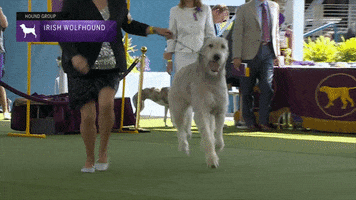 Irish Wolfhound Dogs GIF by Westminster Kennel Club