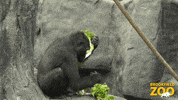 Happy Environment GIF by Brookfield Zoo