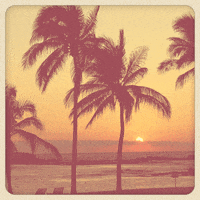 Palm Tree Water GIF