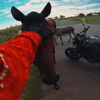 Pet Love GIF