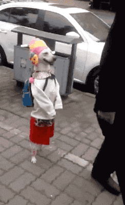 Dog Walking GIF


inFlux English School: Quando usar "everyday" ou "every day" em inglês?